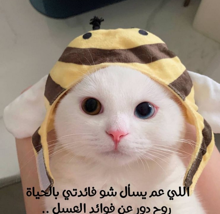 ���� ���� ������ �� ���� ������