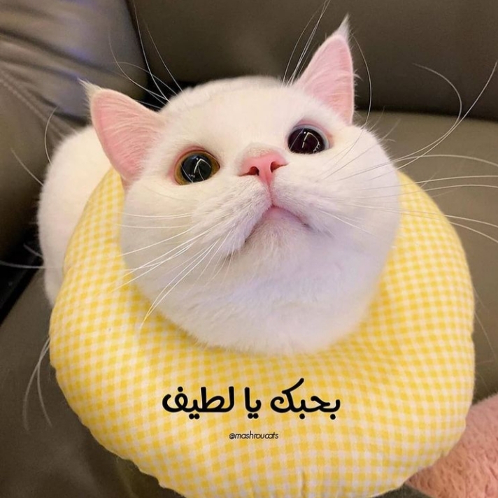 ���� ���� ������ �� ���� ������