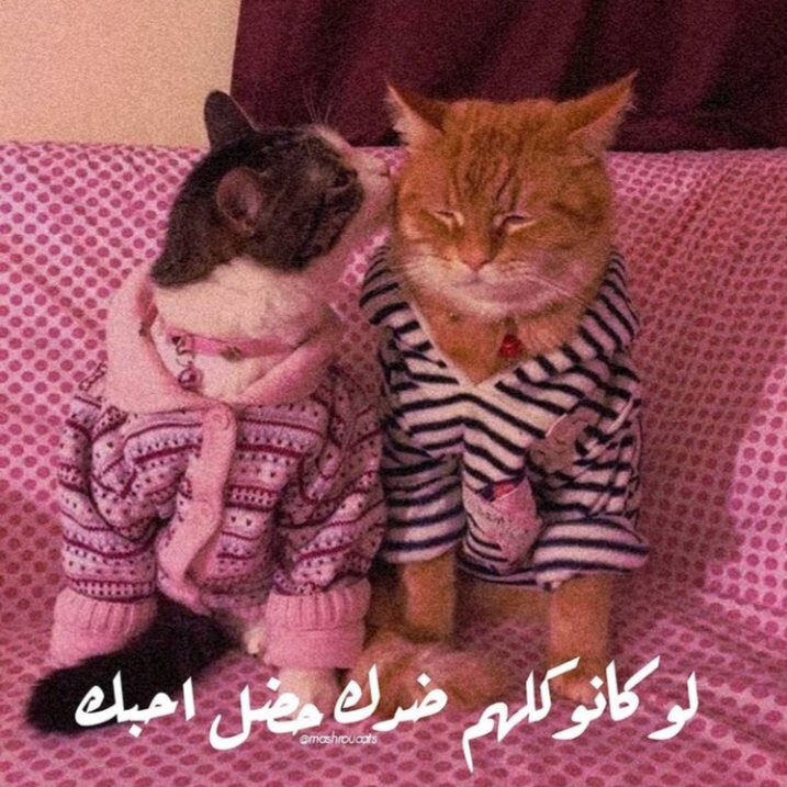 ���� ���� ������ �� ���� ������