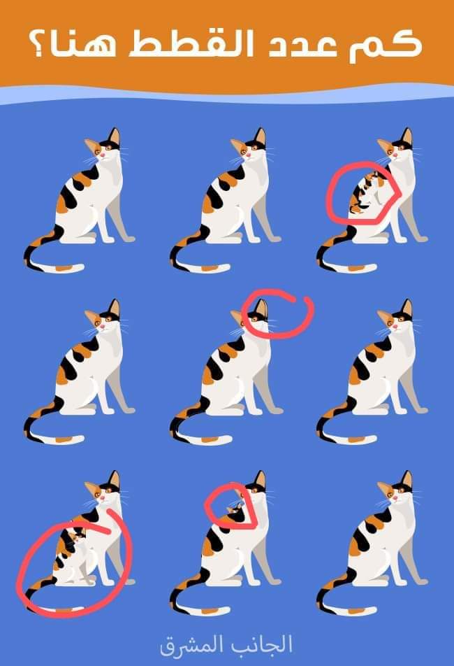 نقره لعرض الصورة في صفحة مستقلة